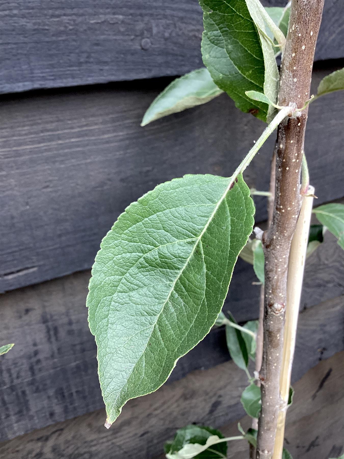 Apple tree 'Cox Orange Pippin' | Malus domestica - MM106 - Semi-Dwarfing - 150-160cm - 10lt