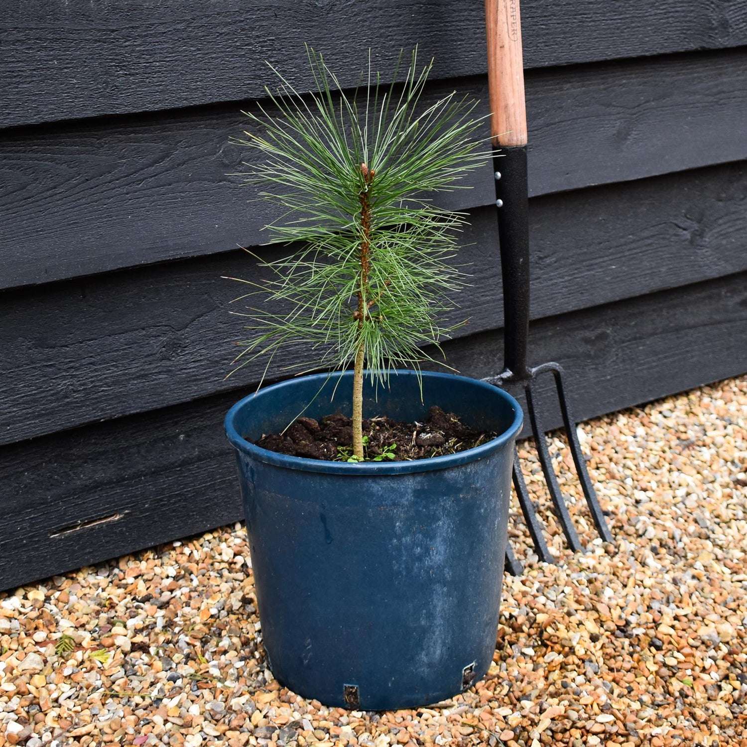 Pinus ponderosa - Western Yellow Pine - Height 90-120cm - 12lt