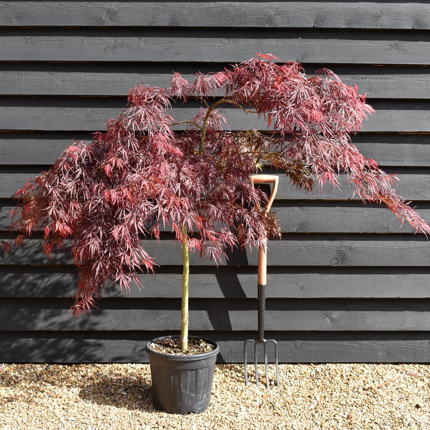 Acer palmatum 'Inaba-shidare' | Japanese maple - Bushy - Height 140-170cm - 15lt