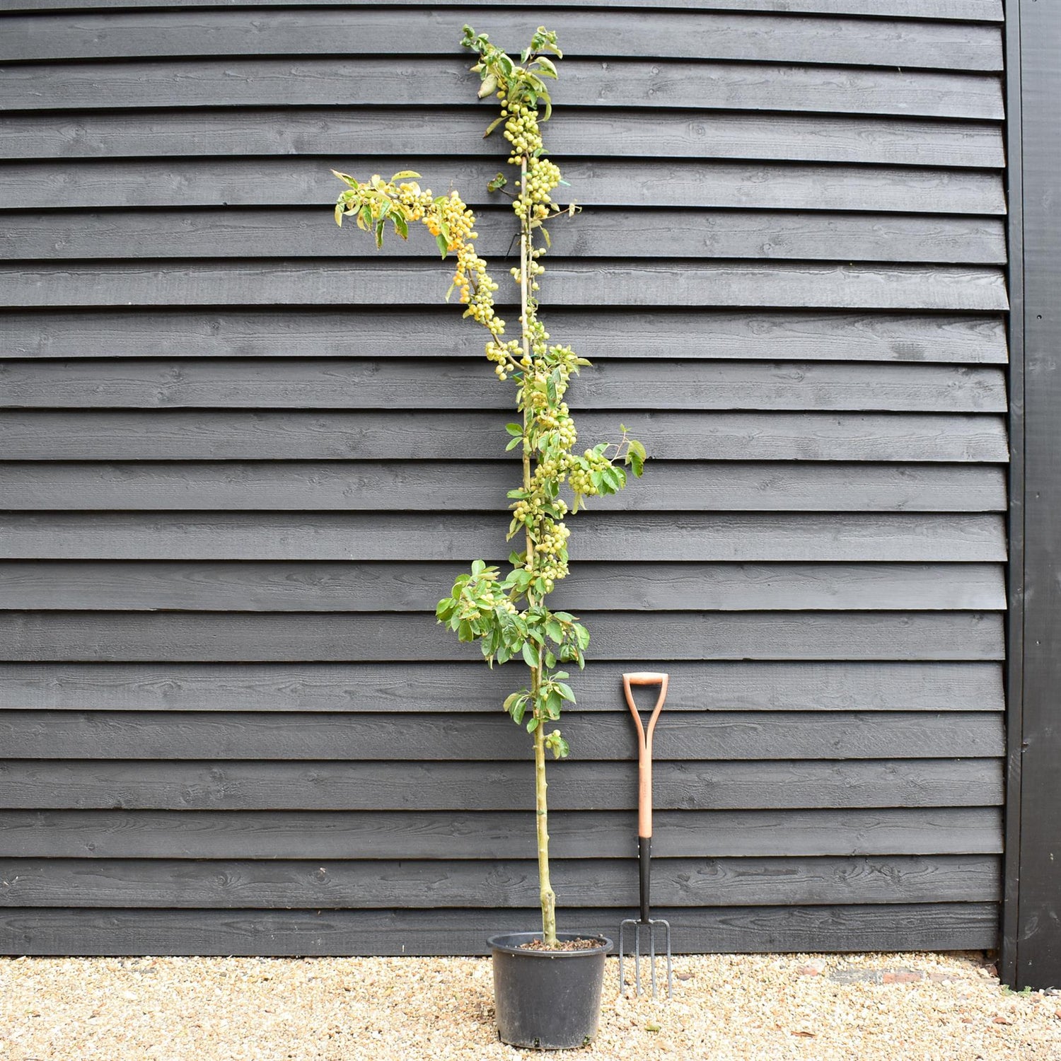 Malus 'Golden Hornet' | Flowering Crab Apple Tree, Height 240-260cm - 20lt