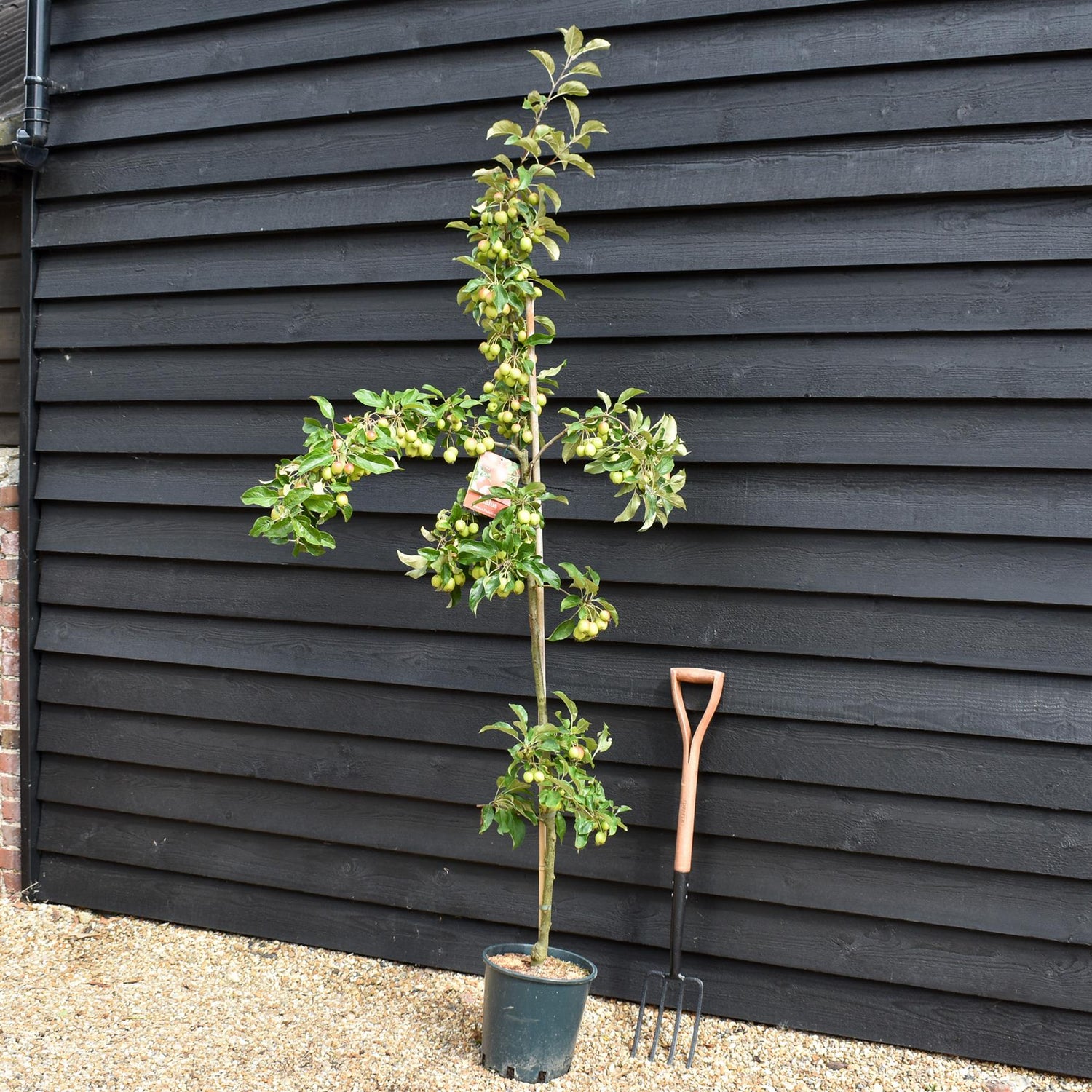 Malus Fruitilicious | Culinary Crab Apple Tree, Clear Stem - 180-200cm, 10lt
