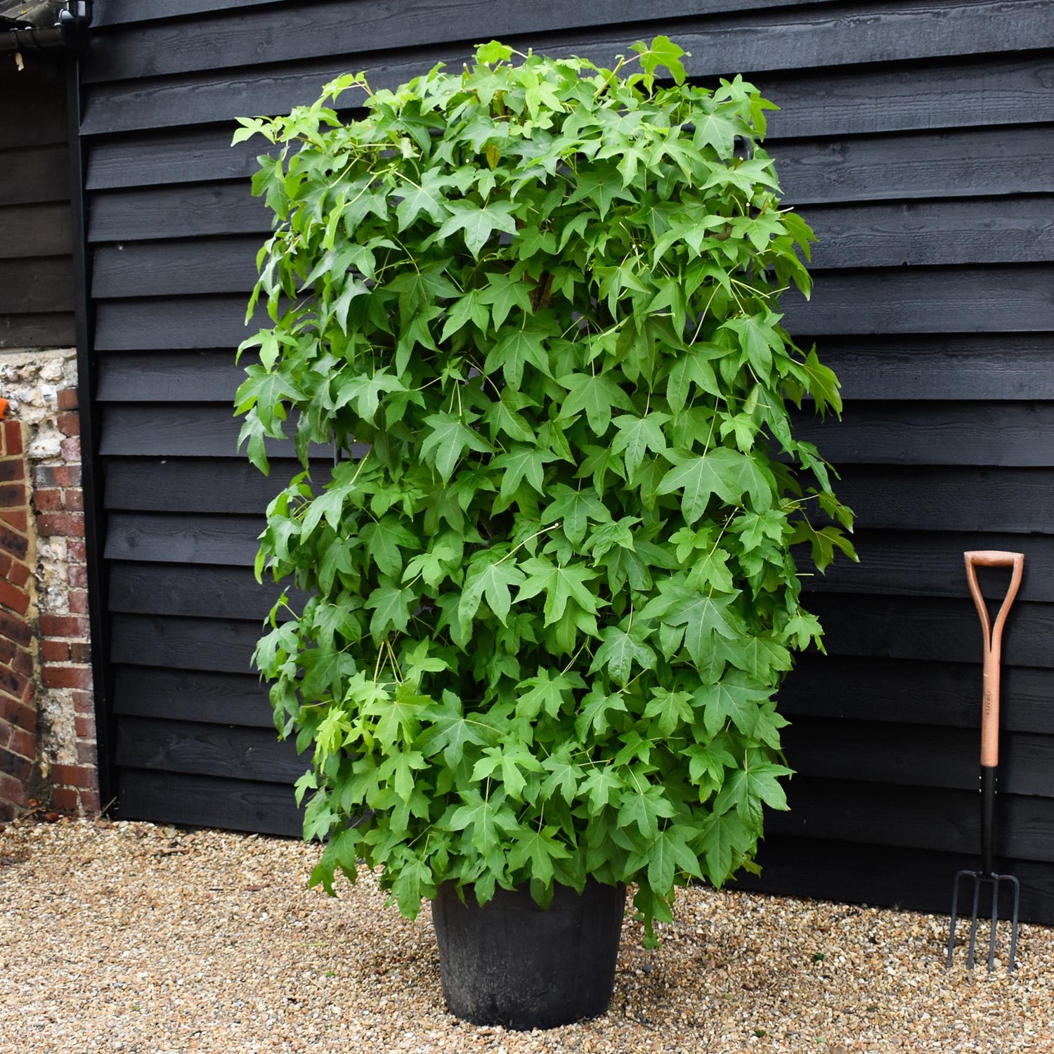 Liquidambar styraciflua | Sweet Gum Tree - Frame - 200-210cm, 55lt