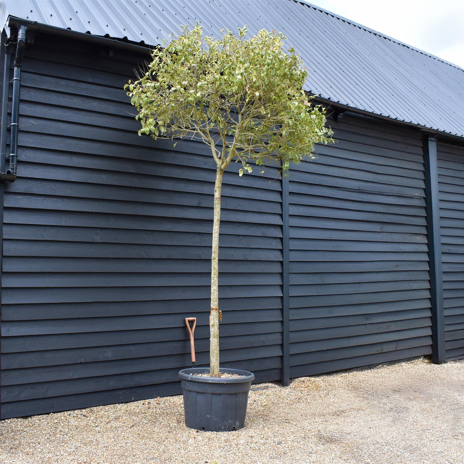 Ligustrum - Variegated - Clear Stem 210-220cm - Girth 23-25cm - Height 290-320cm -150lt