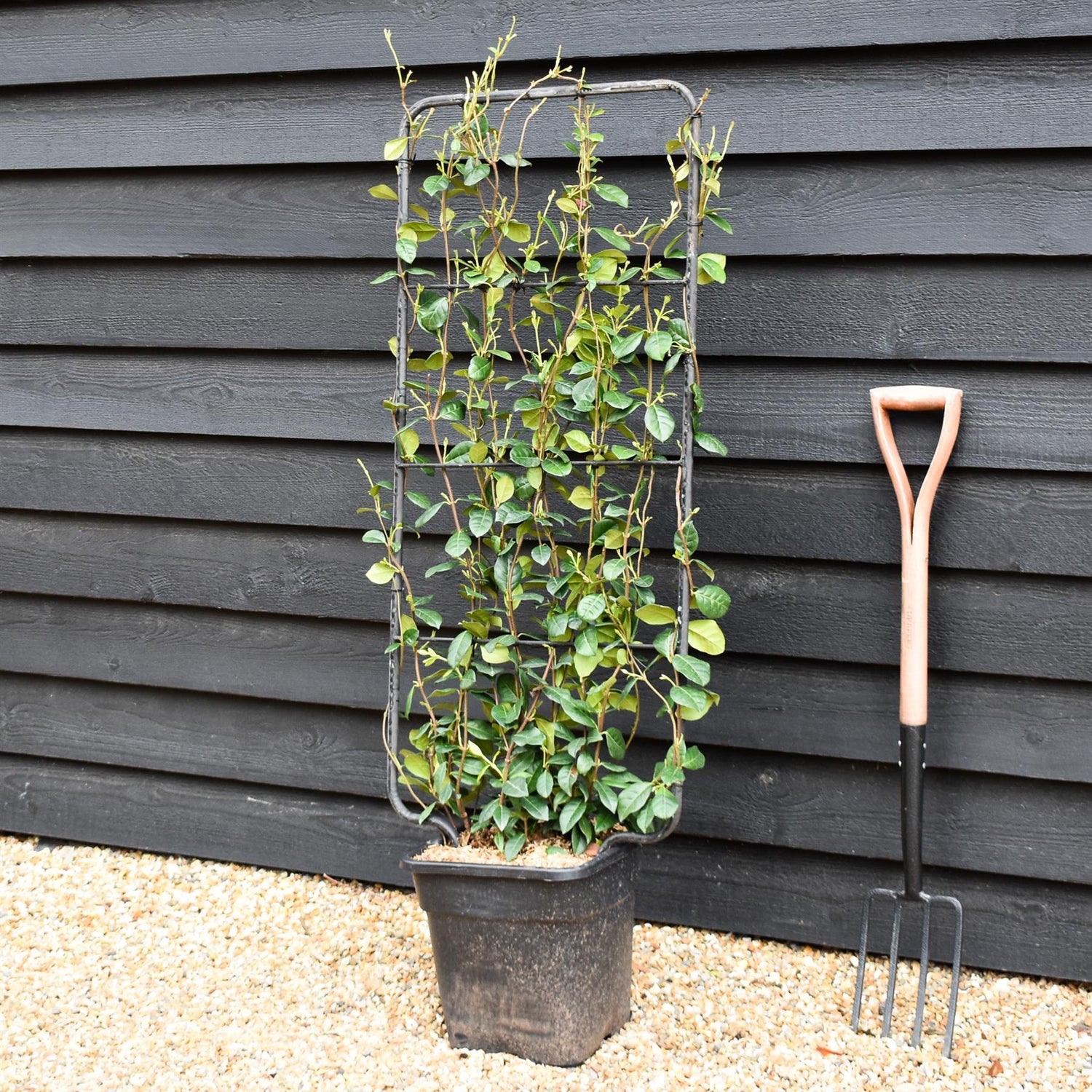 Trachelospermum jasminoides | Star Jasmin - Metal Frame/Espalier - Height 110cm - Width 50cm - 18lt