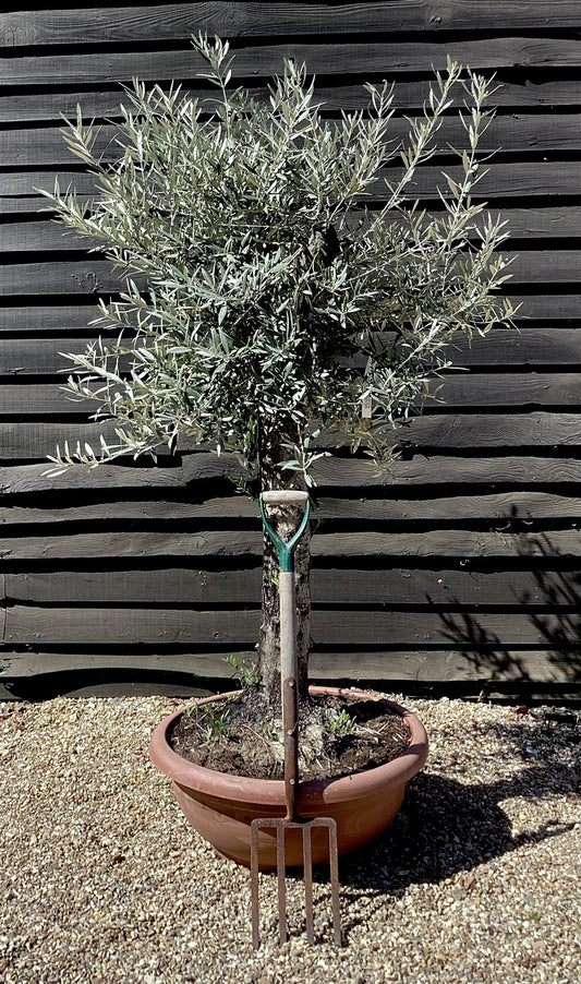 Olive Tree | Olea Europea 1/2 Std - 155-170cm, 70lt