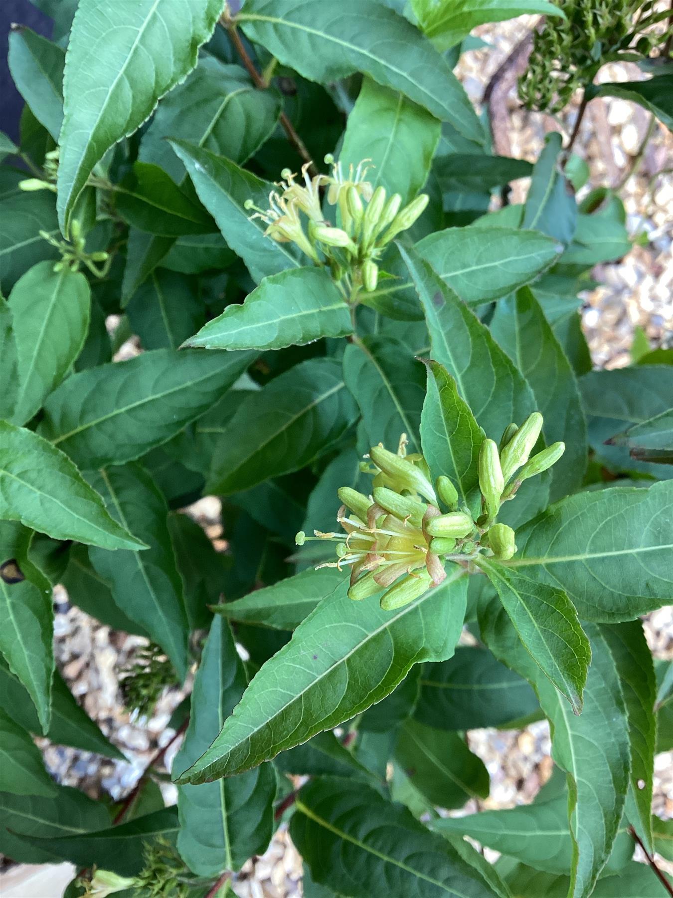 Diervilla sessilifolia 'Butterfly' | Bush Honeysuckle - 2lt