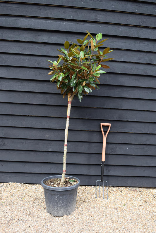Magnolia grandiflora Little Gem | Southern Magnolia ‘Little Gem’ 1/2 std - 150-180cm - 25lt