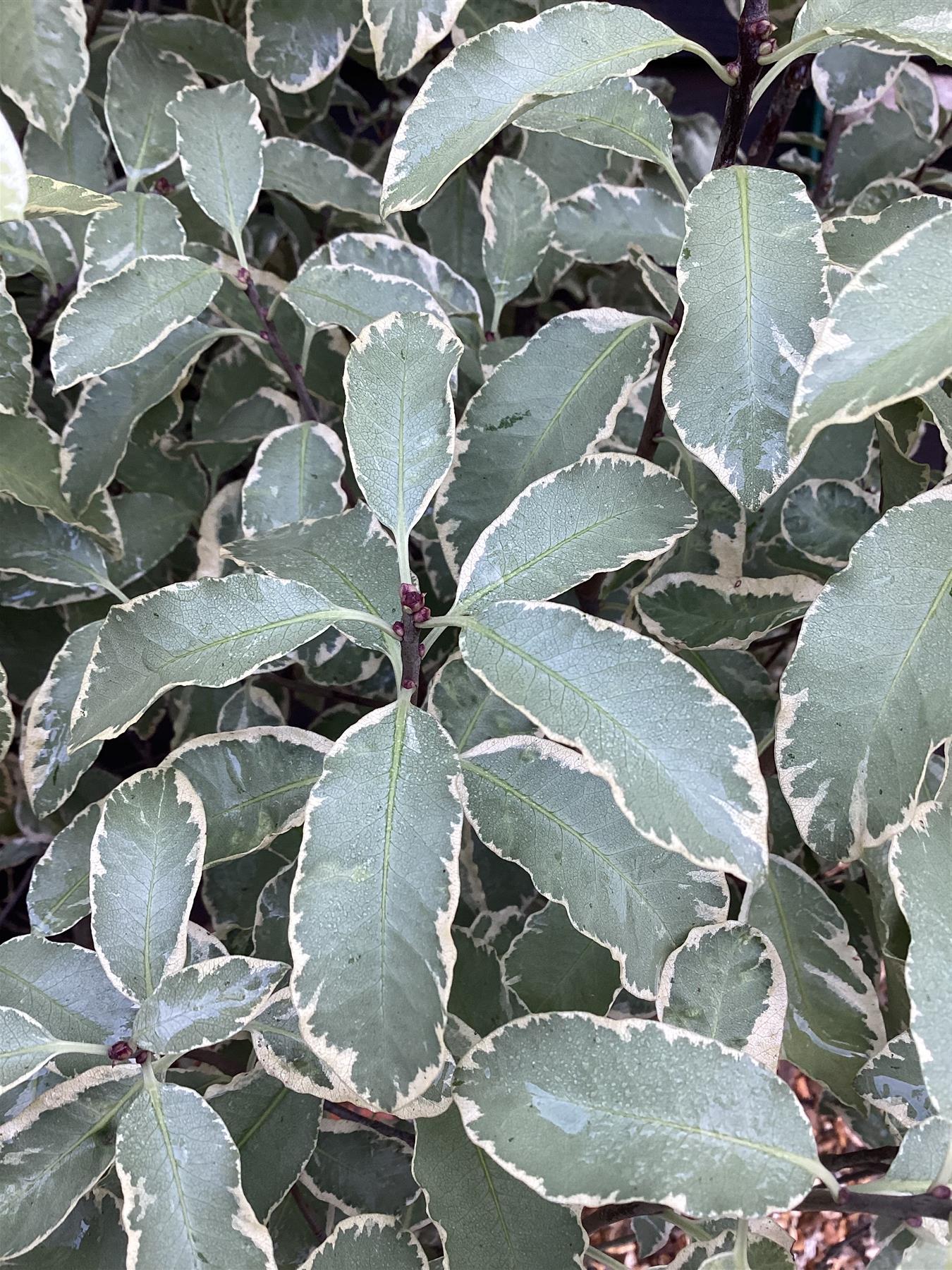 Pittosporum 'Collaig Silver' - 90-110cm, 25lt