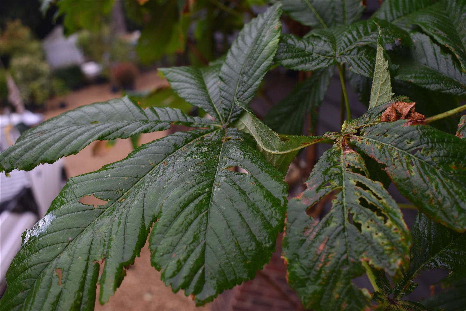 Aesculus hippocastanum | Horse Chestnut - Girth 10-12cm - 260-280cm - 70lt