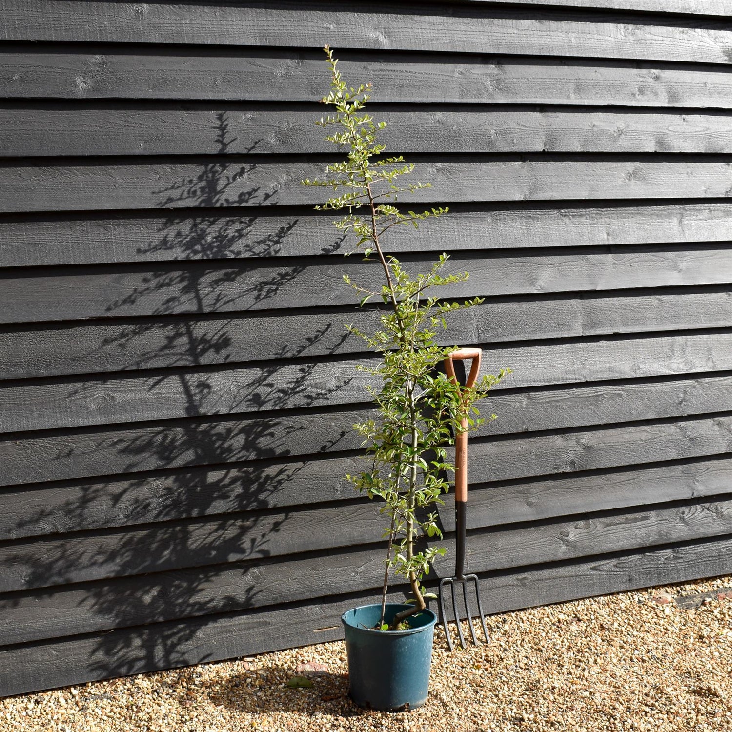 Pyracantha Mohave | Firethorn 'Mohave' - Shrub - 50-110cm - 12lt
