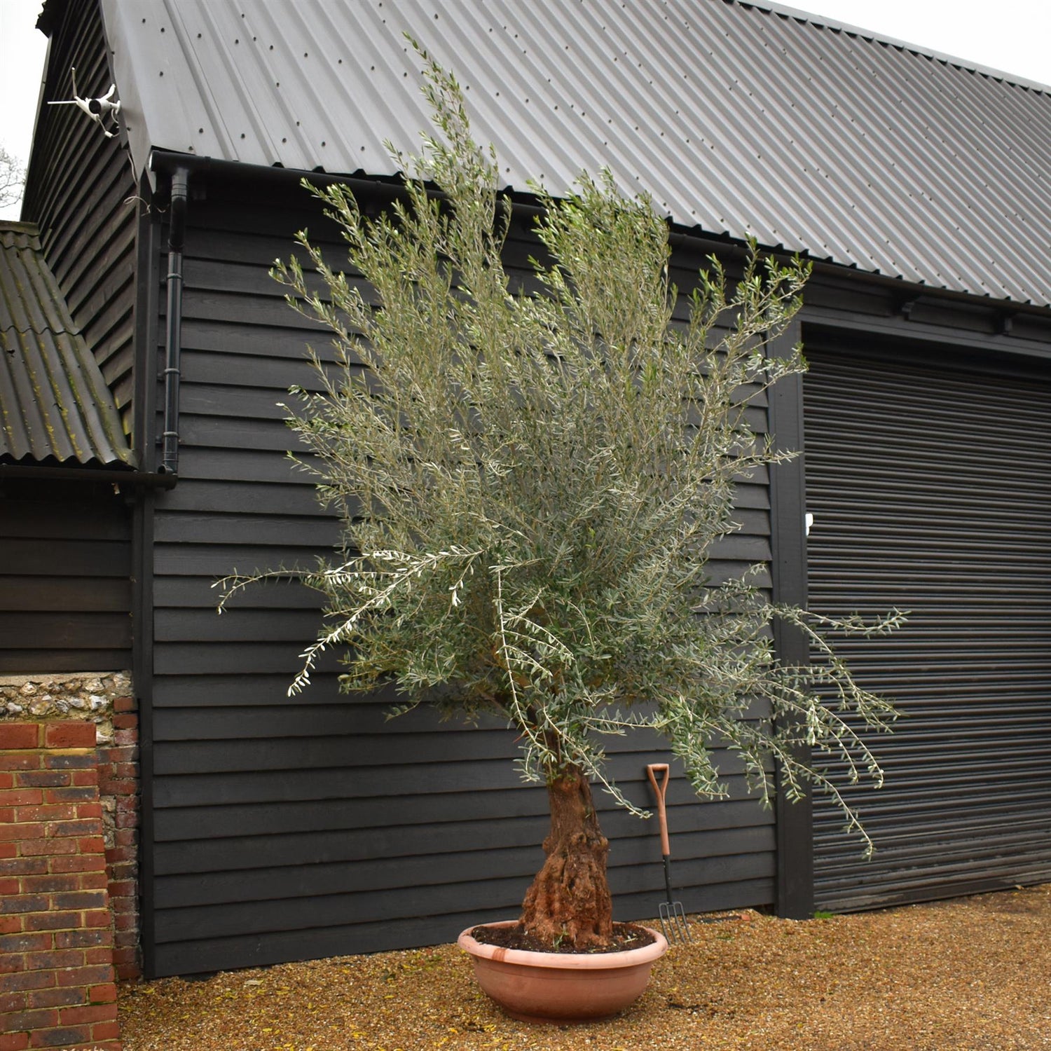 Olive Tree | Olea Europea - Specimen 21A - Bowl - Trunk Height 110m - Height 300-330cm - 90lt