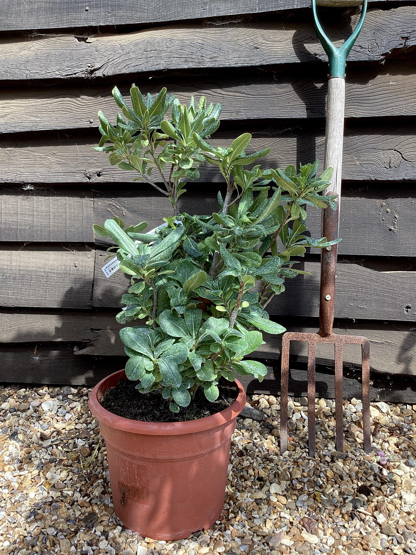 Pittosporum tobira | Austrian laurel - 60-80cm, 10lt