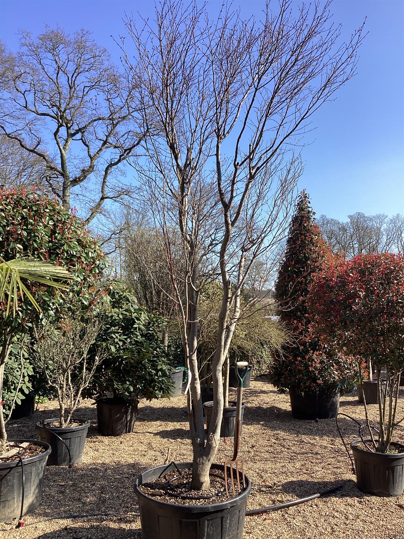 Acer palmatum 'Atropurpureum' | Purple Japanese maple - Girth 30cm - 450-460cm - 250lt