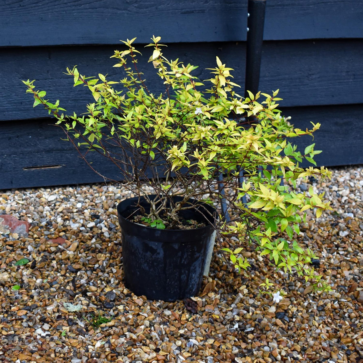 Abelia Gold Jewel - 15-20cm, 3lt
