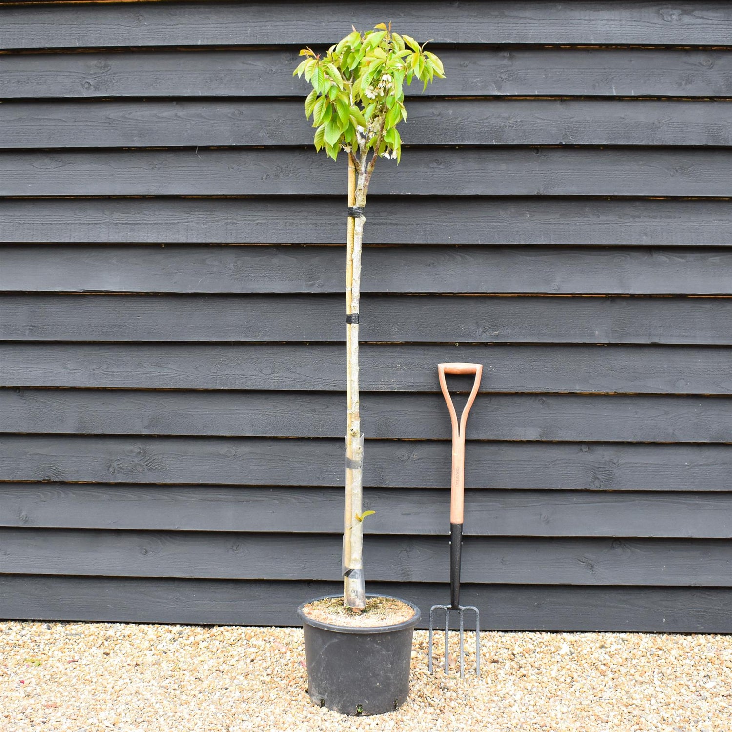 Sweet Cherry Tree | Prunus avium 'Napoleon' - Height 120-150cm - 20lt