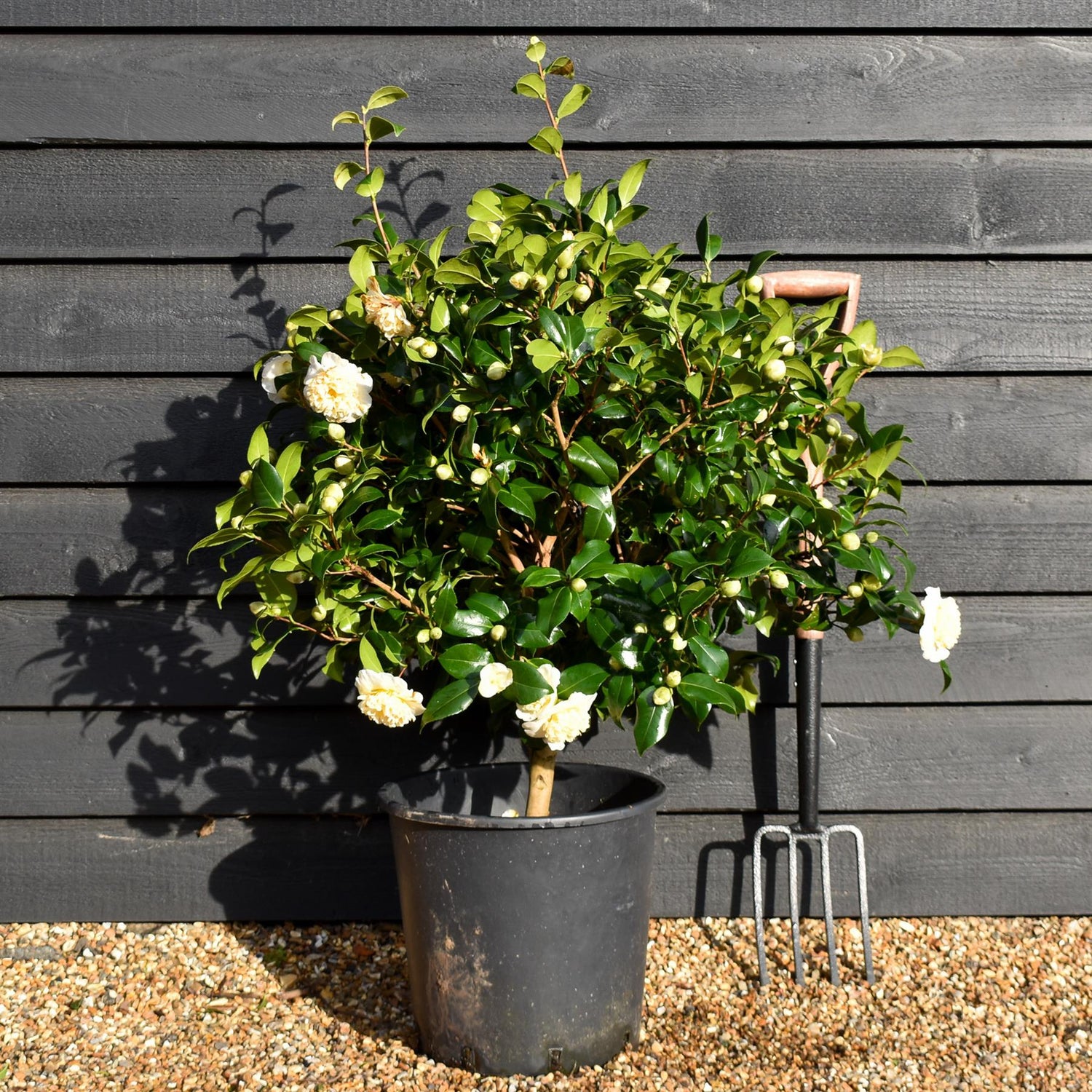 Camellia Brushfields Yellow - Height 80-100cm - 25lt