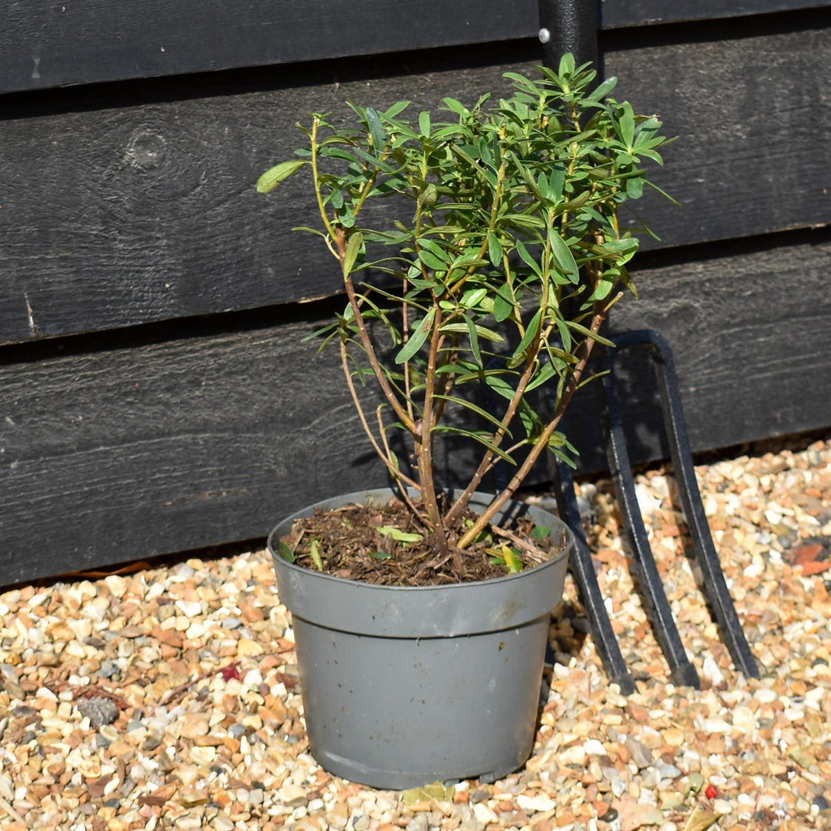 Daphne transatlantica Pink Fragrance - 15-25cm - 2lt