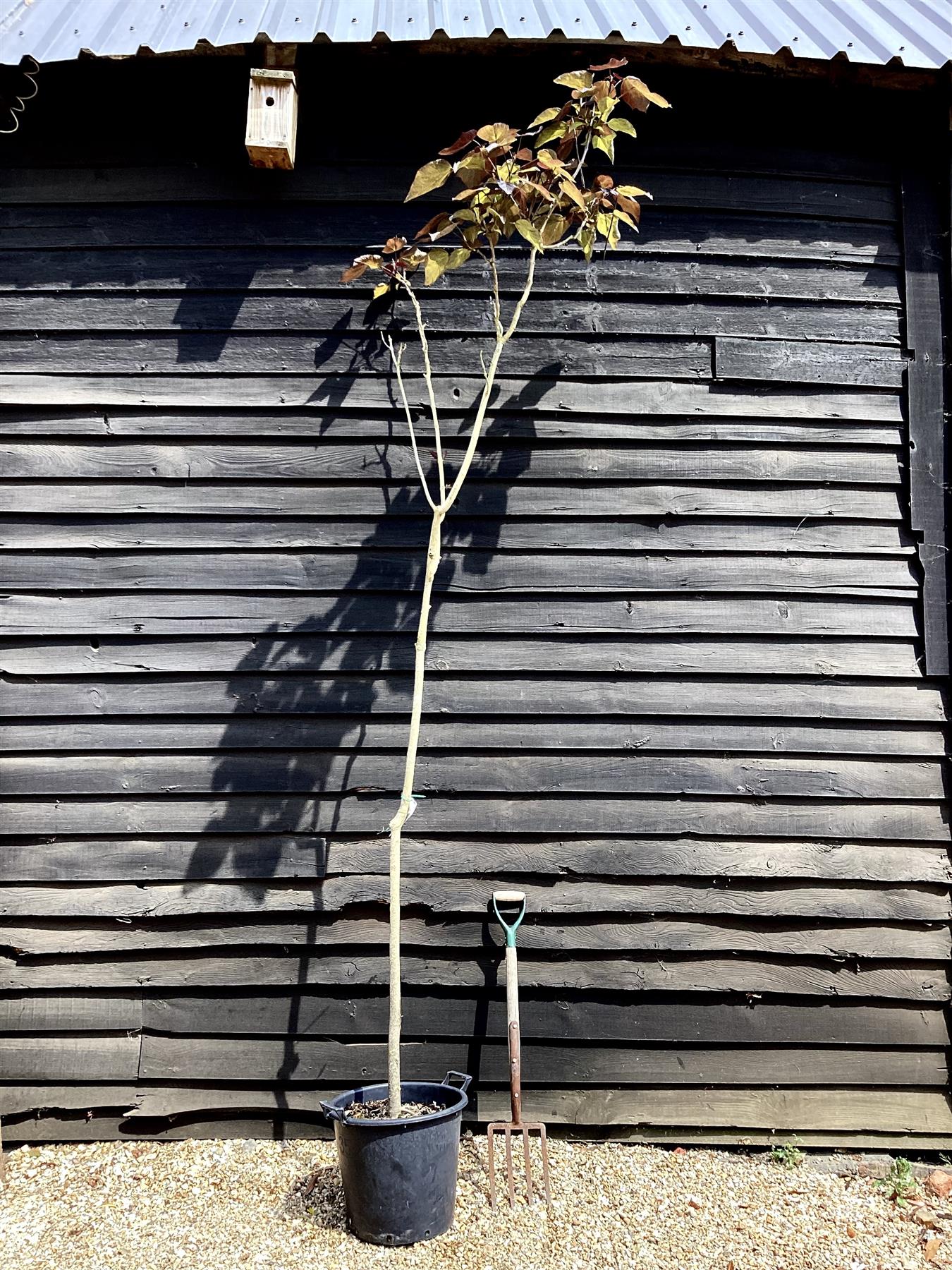 Catalpa biganoides Purpurea | Purple Hybrid Catalpa - 290-320cm, 35lt