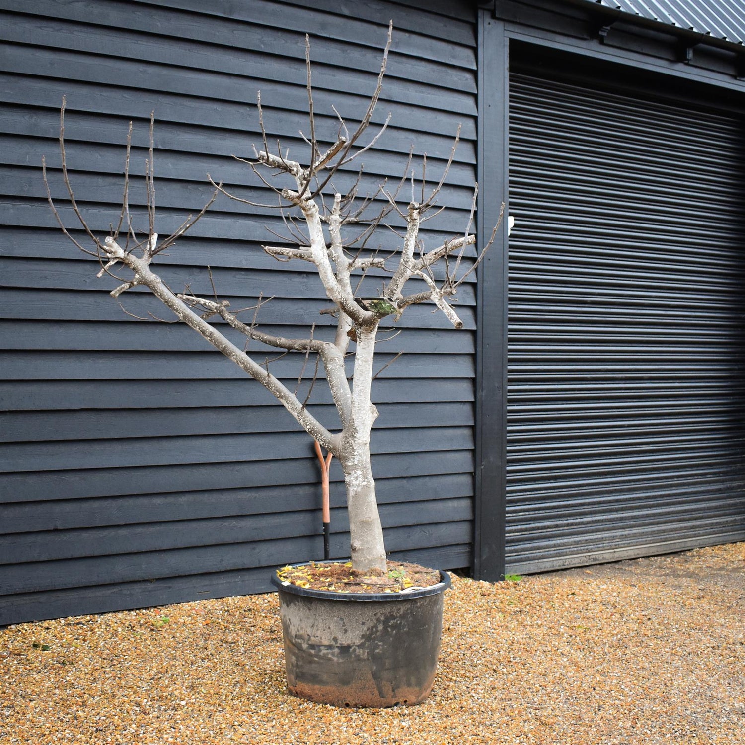 Fig - Ficus carica Specimen Tree 1A  - Clear Stem 40cm - Girth 38-40cm - Height 220-230cm - 160lt