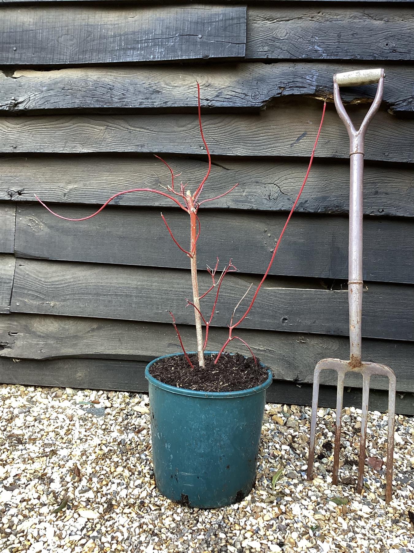 Cornus alba 'Sibirica' | Siberian Dogwood - 65-75cm - 12lt