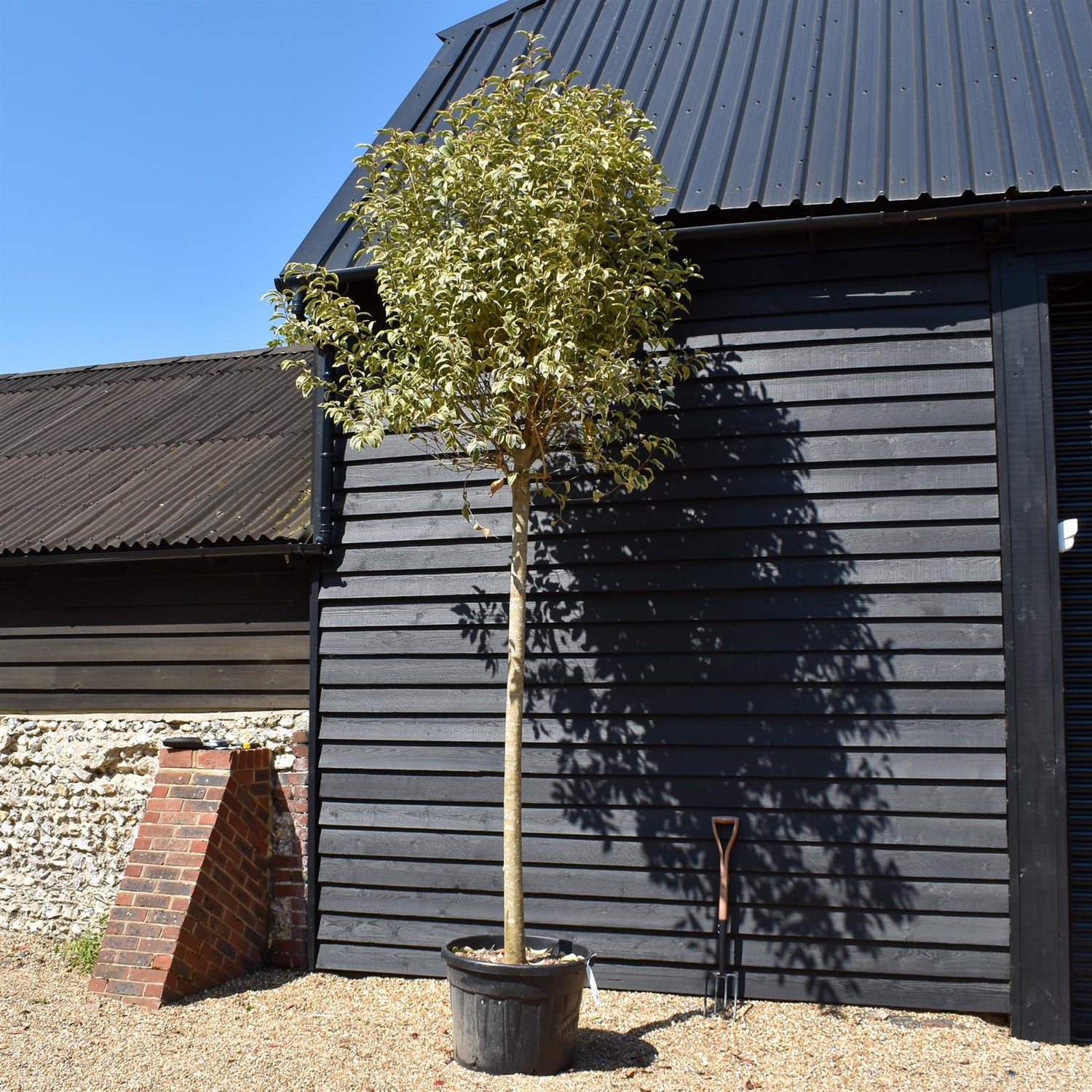 Ligustrum lucidum Variegatum - Clear Stem 190-210cm - Girth 22-24cm - Height 410-450cm - 110lt