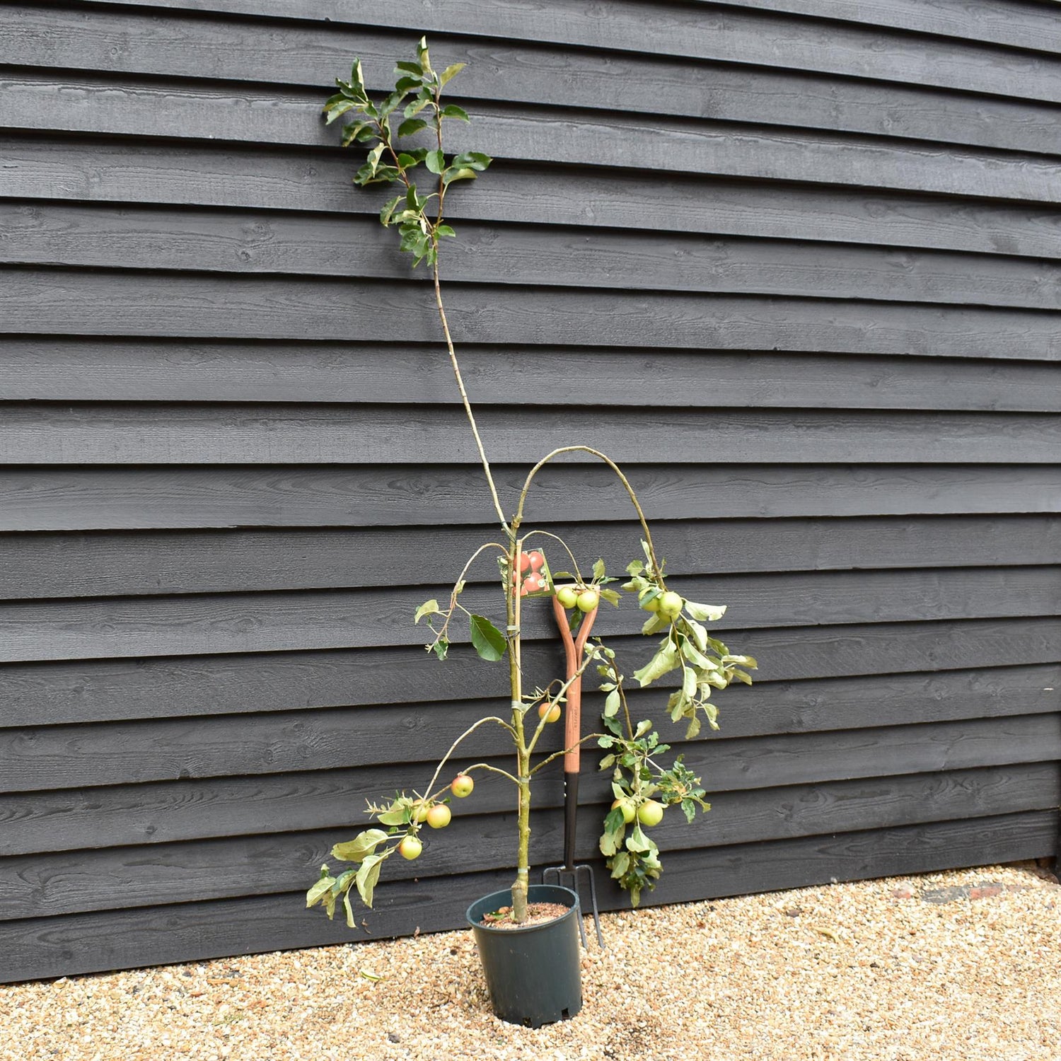 Apple tree 'Scrumptious' | Malus domestica - M26 - Dwarfing - 140-150cm - 10lt