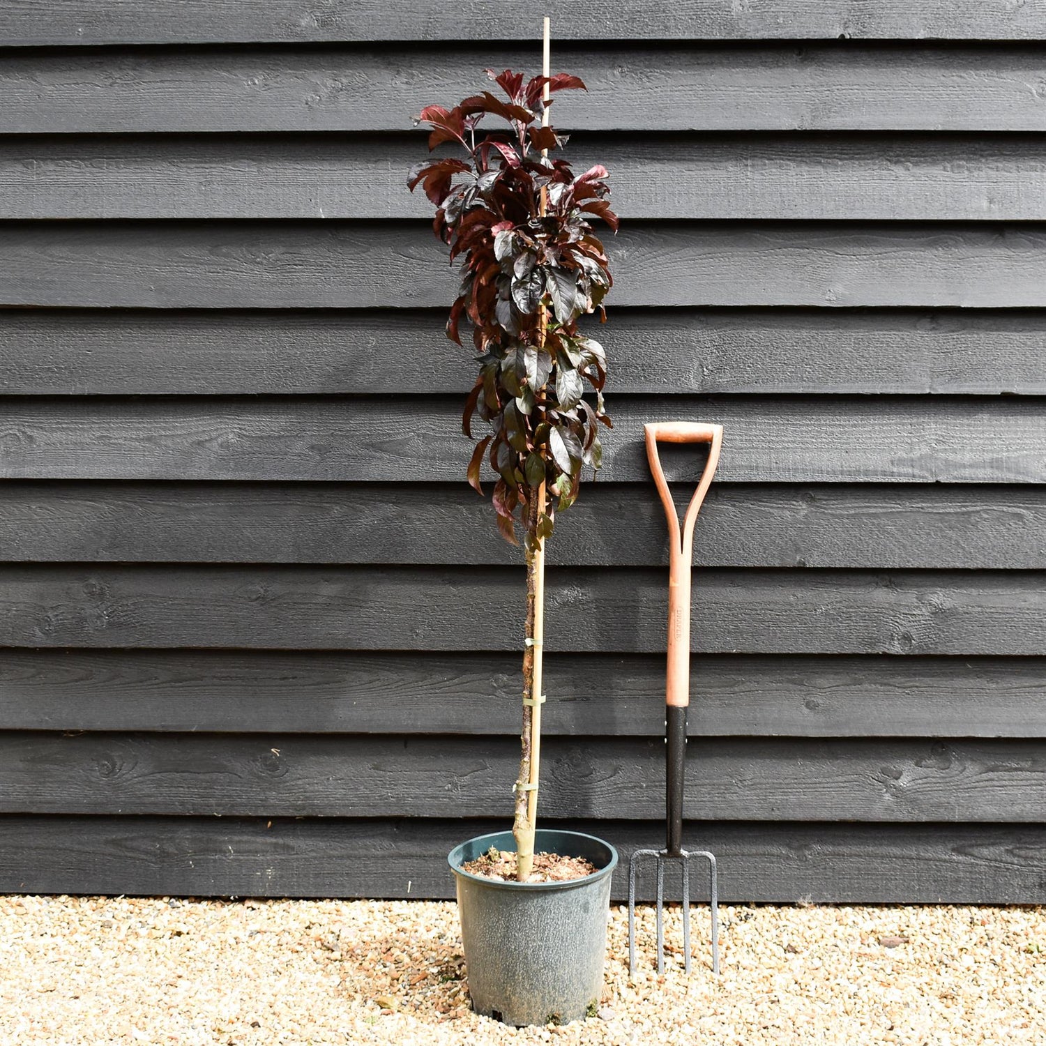 Crab apple | Malus toringo 'Aros'  - 100cm - 12lt