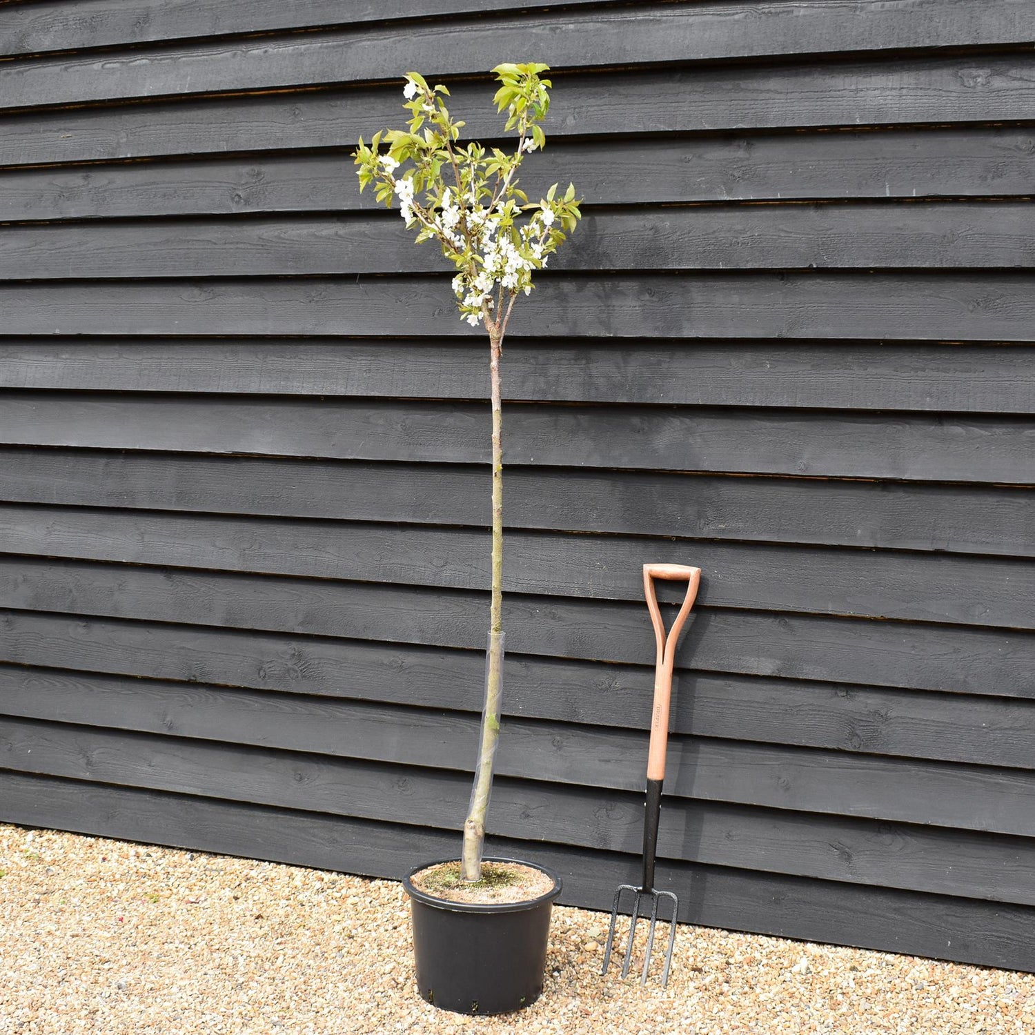 Cherry tree 'Burlat' | Prunus avium 'Bigarreau Burlat'  - Height 150-160cm - 20lt