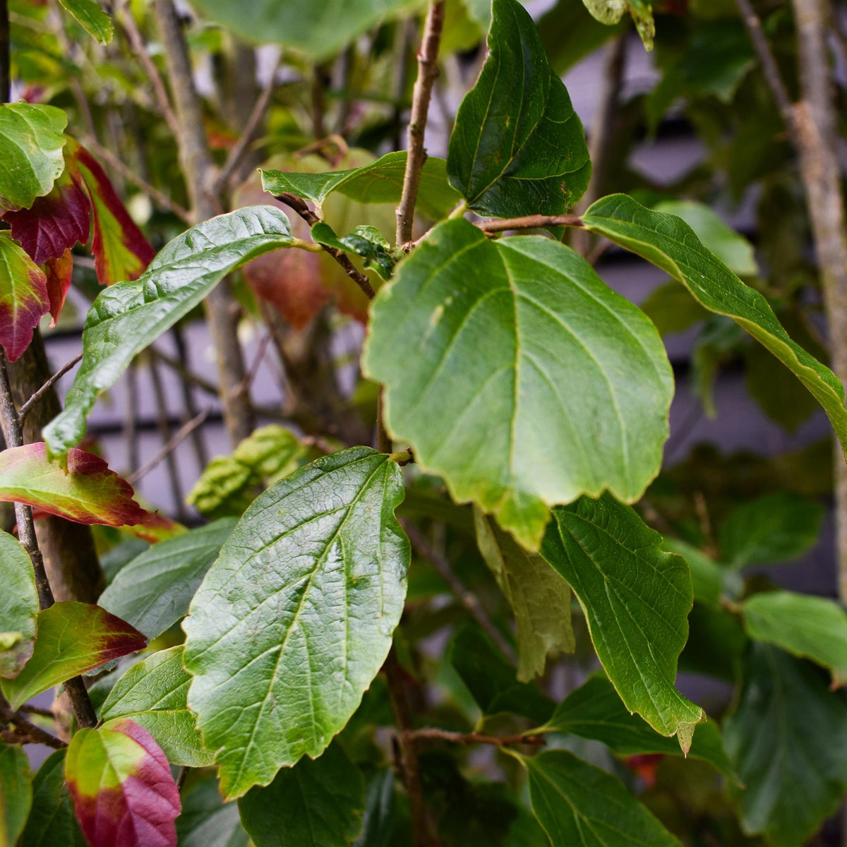 Parrotia Persica Multistem | Iron Tree - Height 240-250cm - 75lt