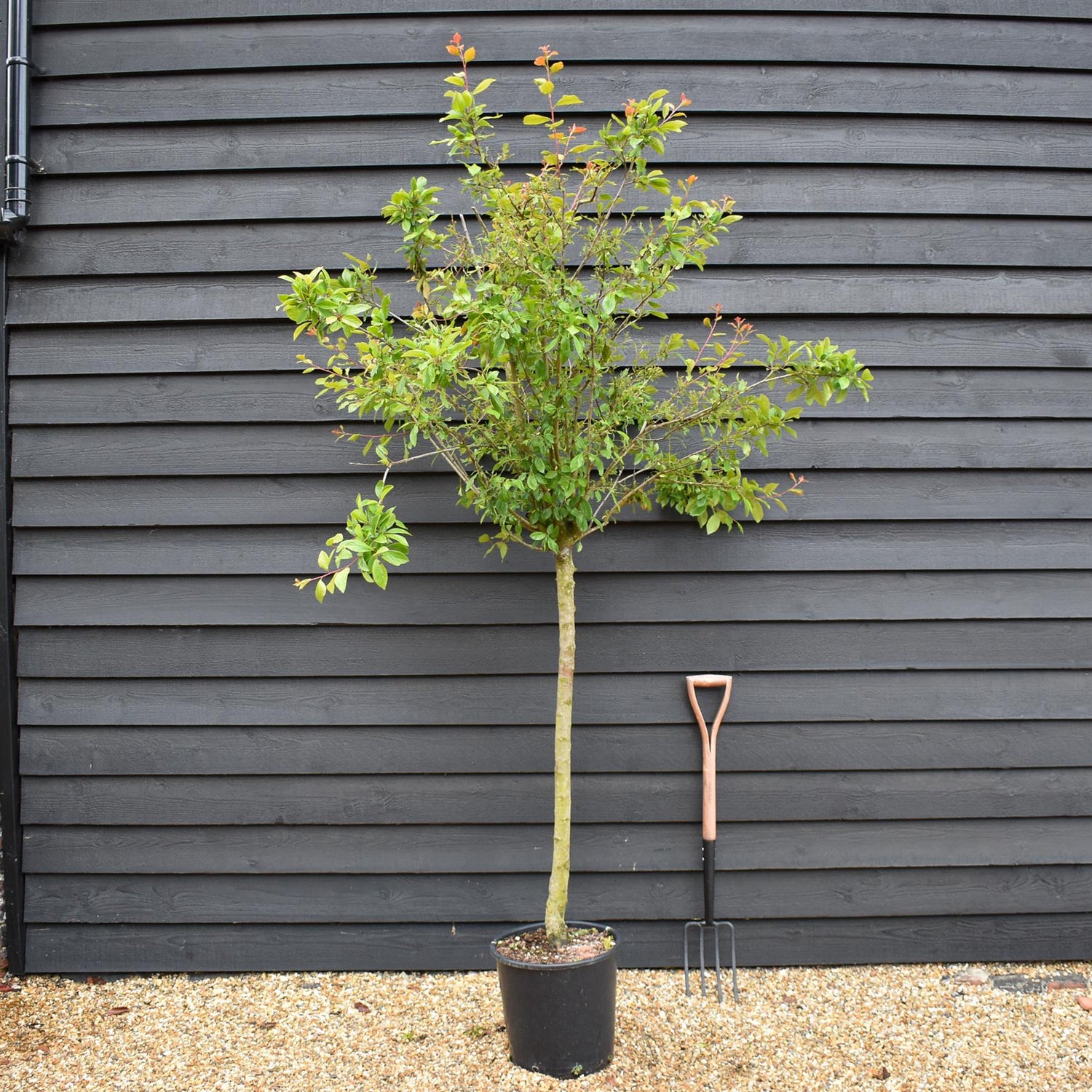Plum 'Mirabelle de Nancy' | Prunus domestica - Clear Stem 100cm - Height 200-250cm - Girth 12-14cm - 20lt