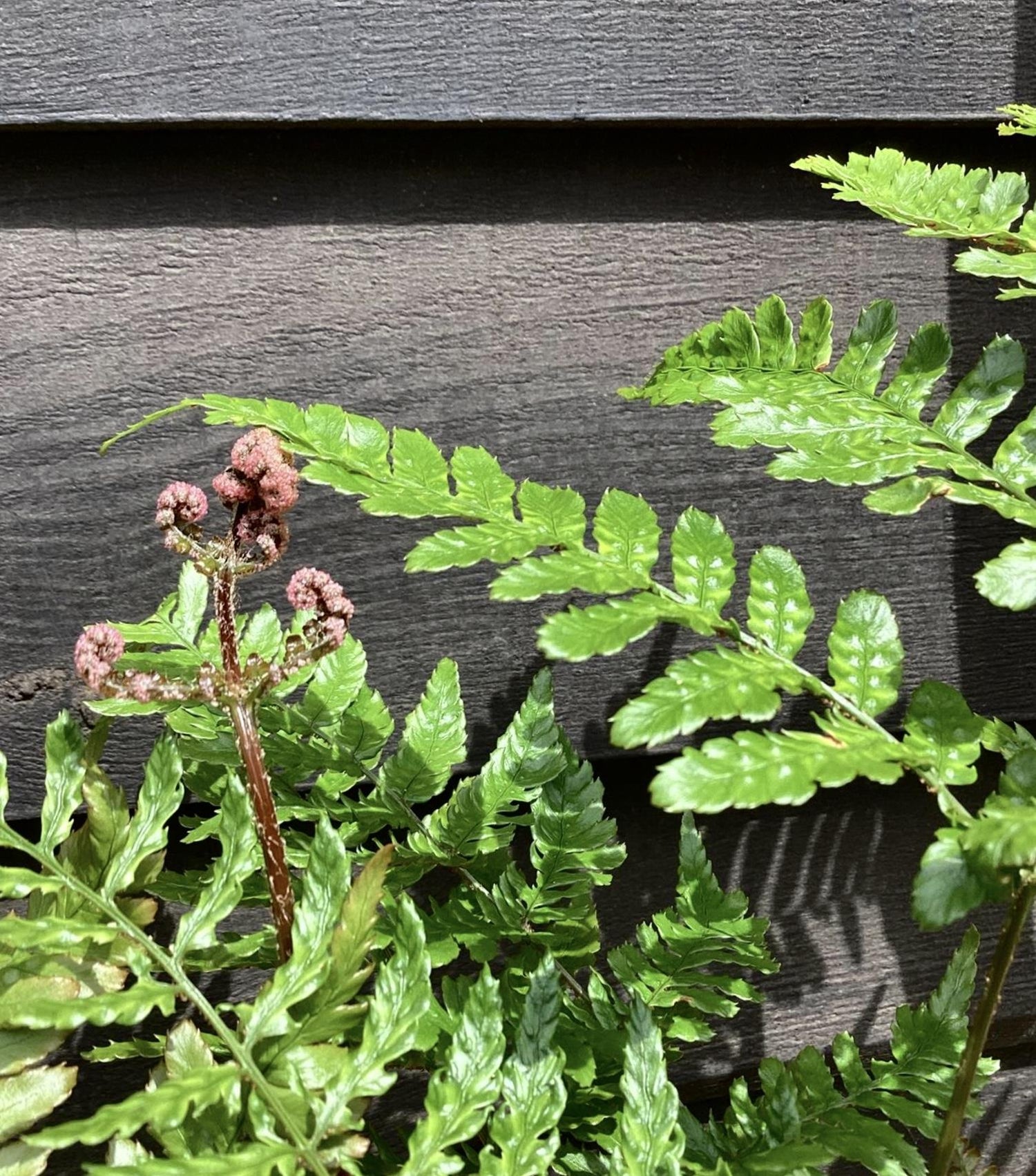Dryopteris erythrosora | Autumn Fern - 20-30cm - 2lt