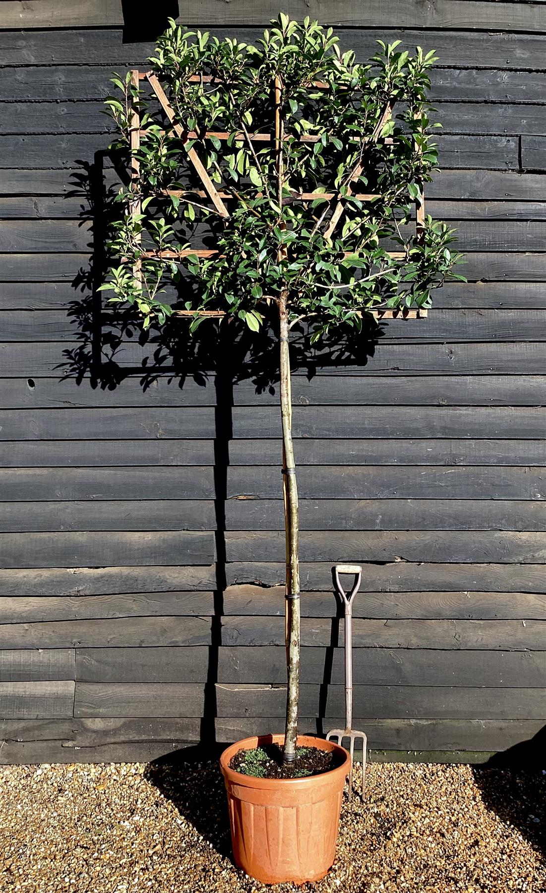 Photinia x fraseri Red Robin - Pleached/Espalier (100x120cm) - Clear Stem - 230cm - Girth 8-10 cm - 55lt