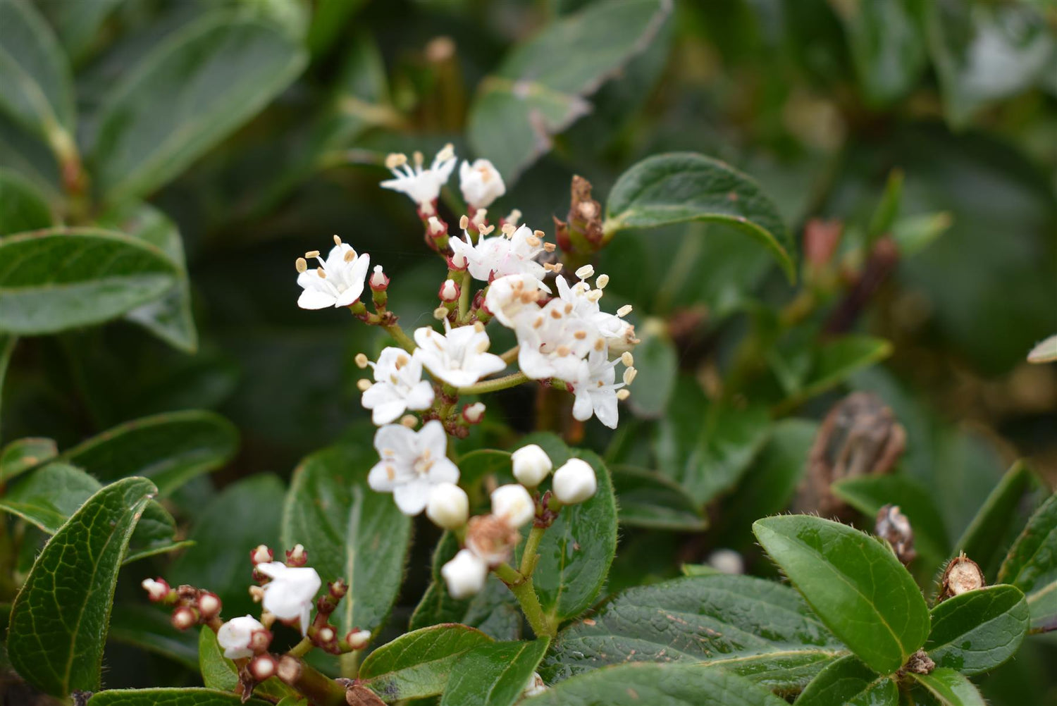 Viburnum Tinus Eve Price | Laurustinus 'Eve Price' - Single Stem - Height 110cm - 15lt