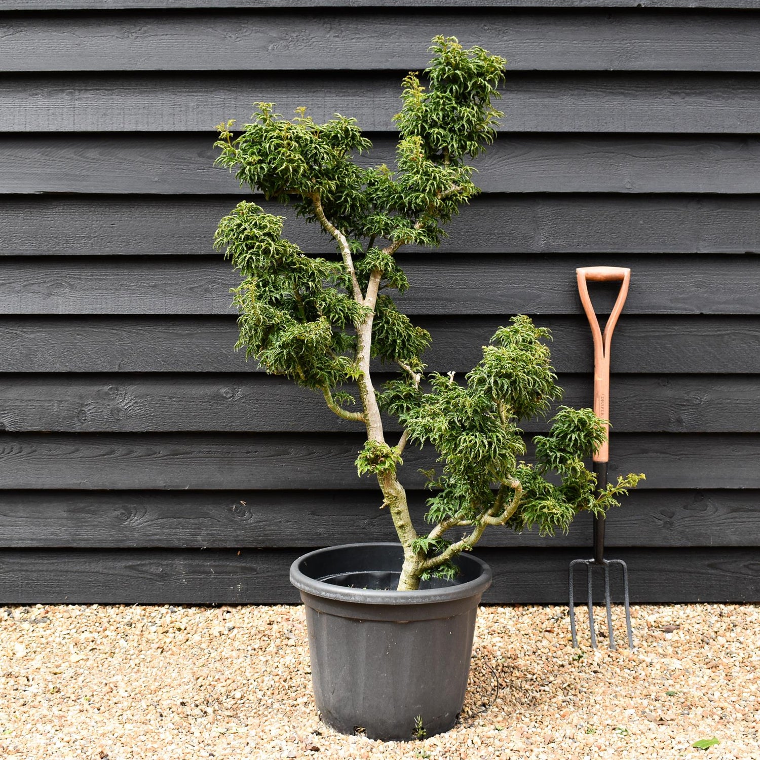 Acer palmatum 'Crispifolium'  (Shishi Gashira Maple) - 130cm, 45lt
