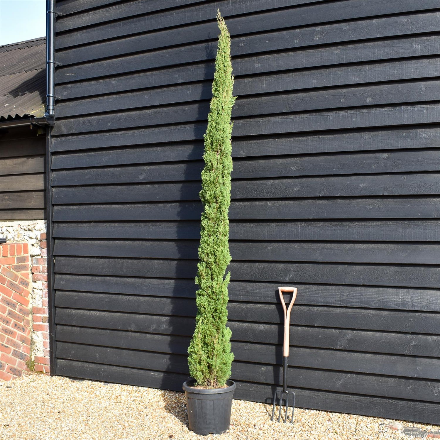 Cupressus sempervirens Totem | Italian Cypress ‘Totem’ - Height 260-280cm - 25lt