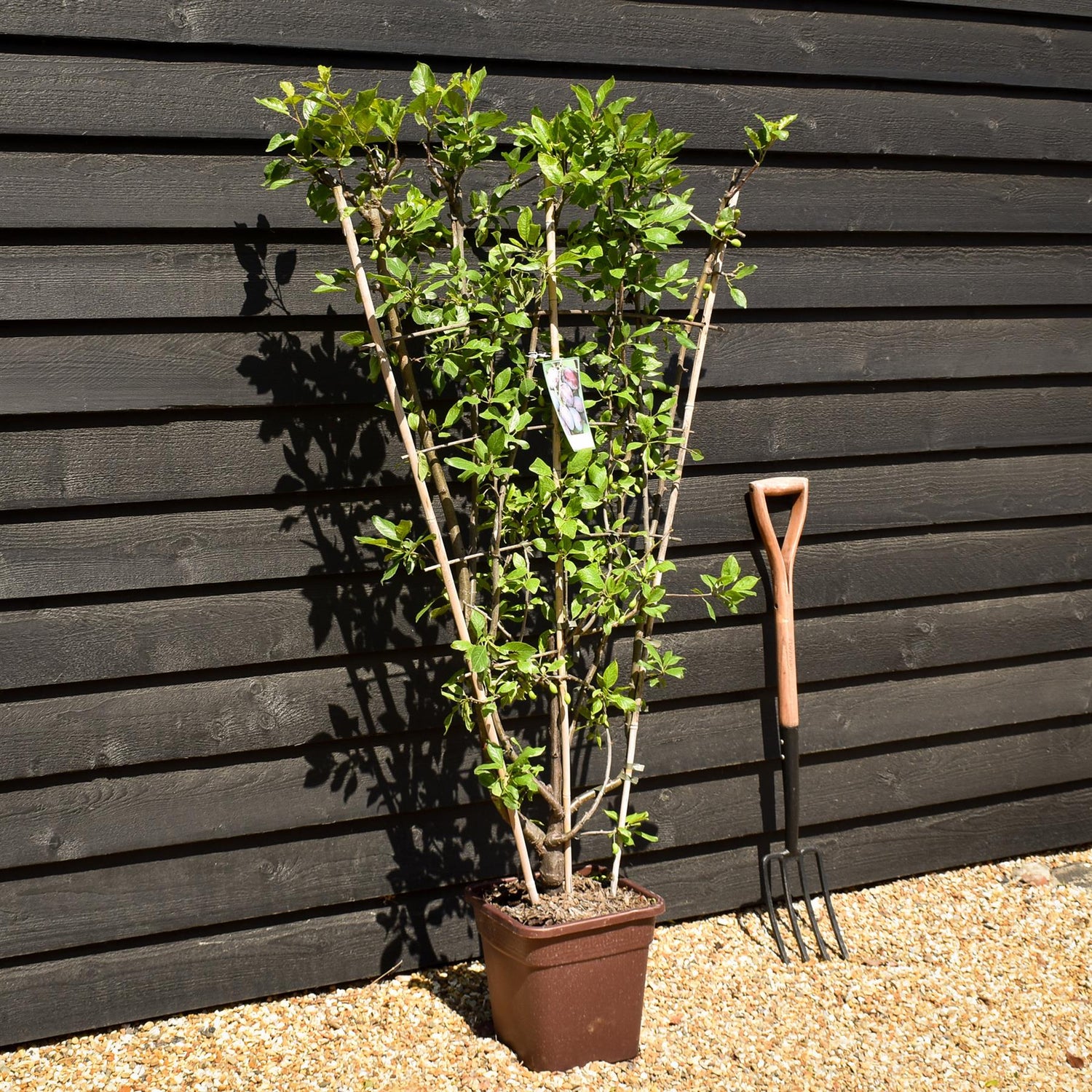 Prunus domestica 'Stanley' | Plum 'Stanley' -  Frame - Height 130-140cm - 30lt