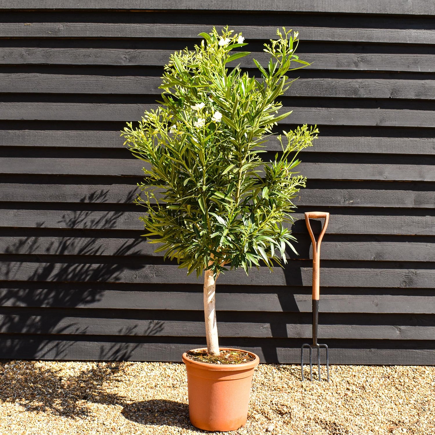 Nerium oleander - Soeur Agnes - White - Clear Stem 50-60cm - Height 130-150cm - Girth 20-22cm - 30lt