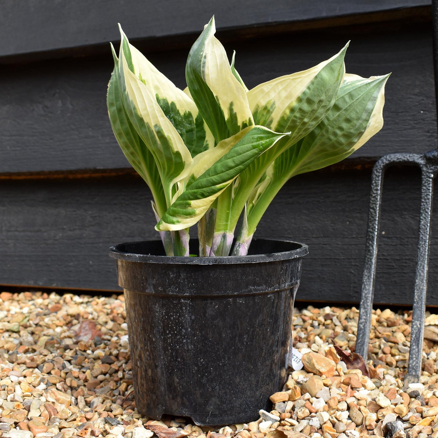 Hosta Plantain Patriot - 30-40cm - 2lt