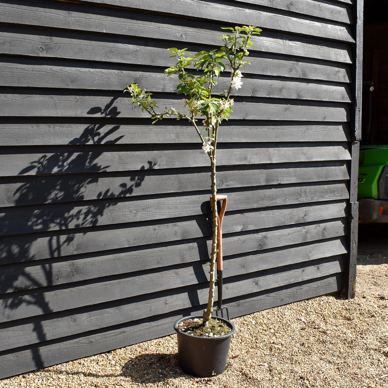 Apple tree 'King of the Pippins' | Malus Domestica - Semi Dwarfing - Height 150-180cm, 20lt