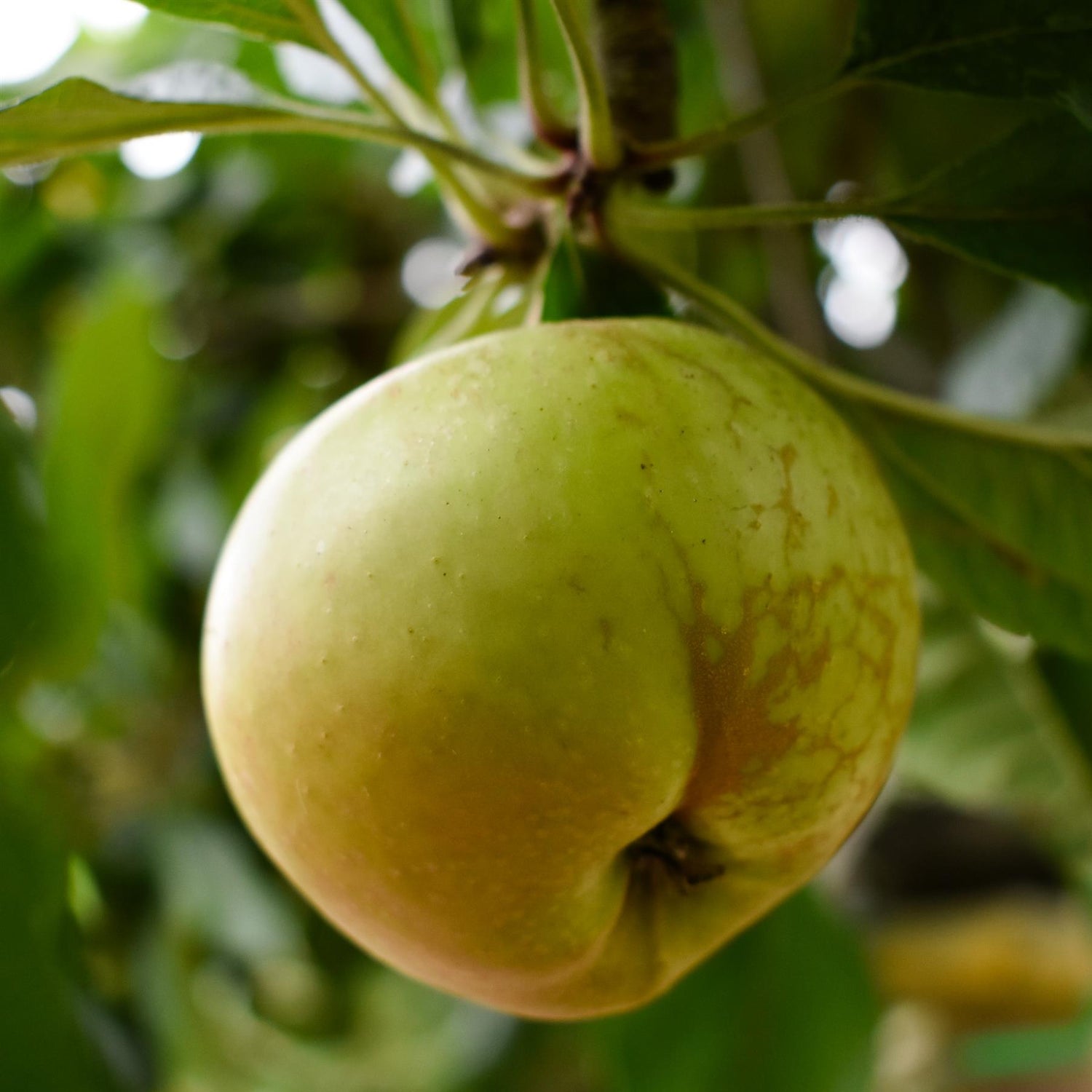 Apple tree 'Idared' | Malus domestica - Semi Dwarfing - Height 160-170cm - 20lt