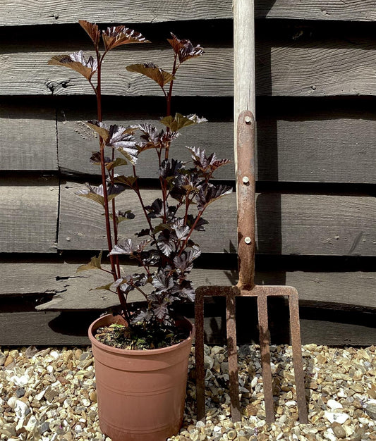 Physocarpus opulifolius 'Midnight' | 'Midnight' Ninebark 10-20cm - 3lt