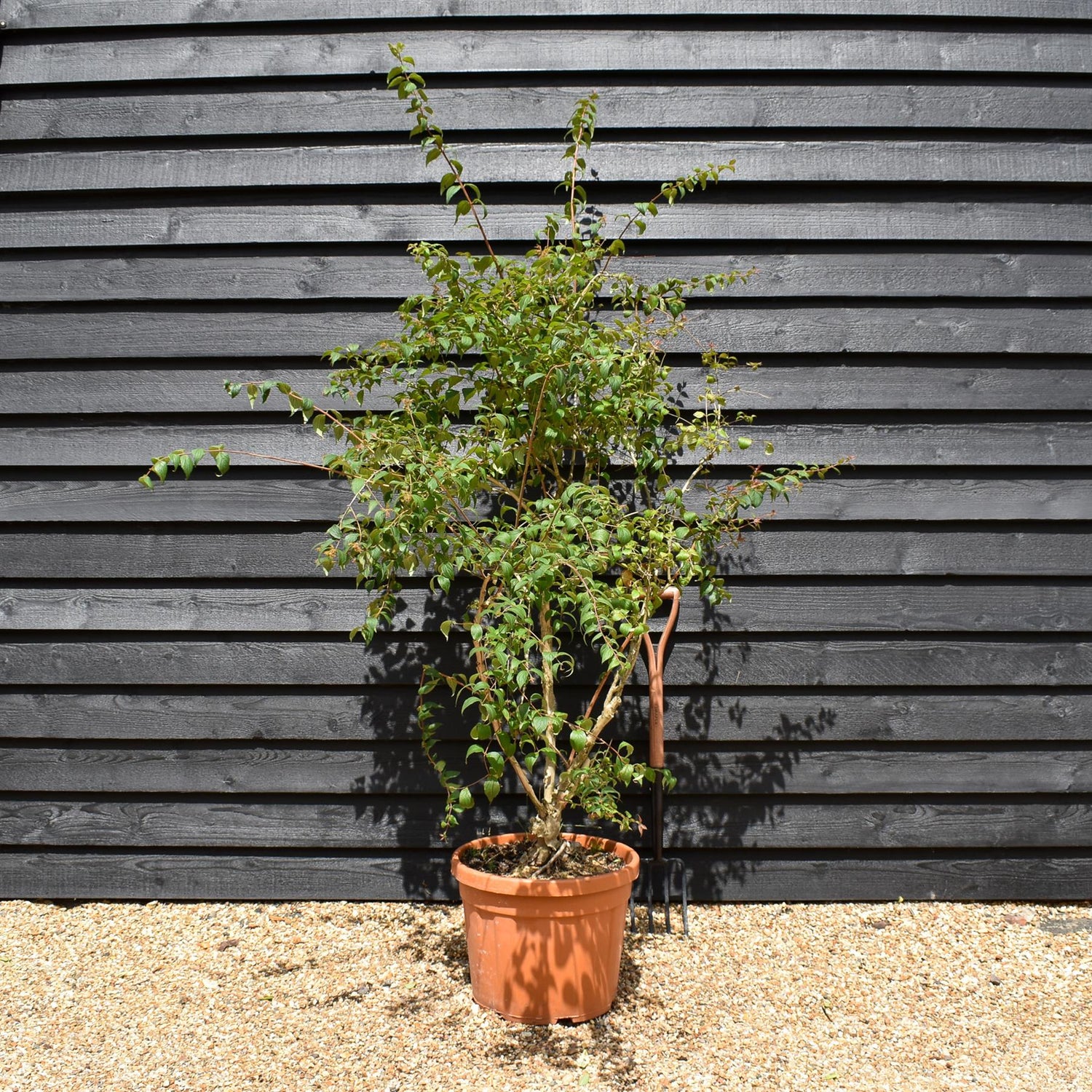 Kolkwitzia amabillis 'Pink Cloud' Height 140-160cm - Bushy - 45lt