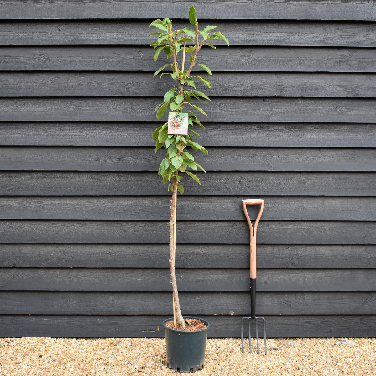 Cherry 'Stella' half-standard | Prunus avium - Height 160-180cm - 12lt