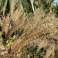 Miscanthus sinensis | Ornamental grass 'Morning Light' - 5lt