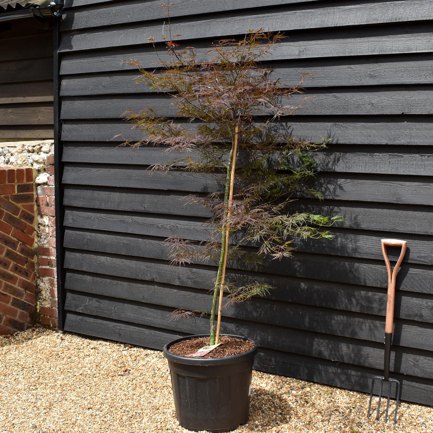 Japanese Maple | Acer palmatum 'Fire Cracker' - Bushy - Height 150-170cm - 55lt