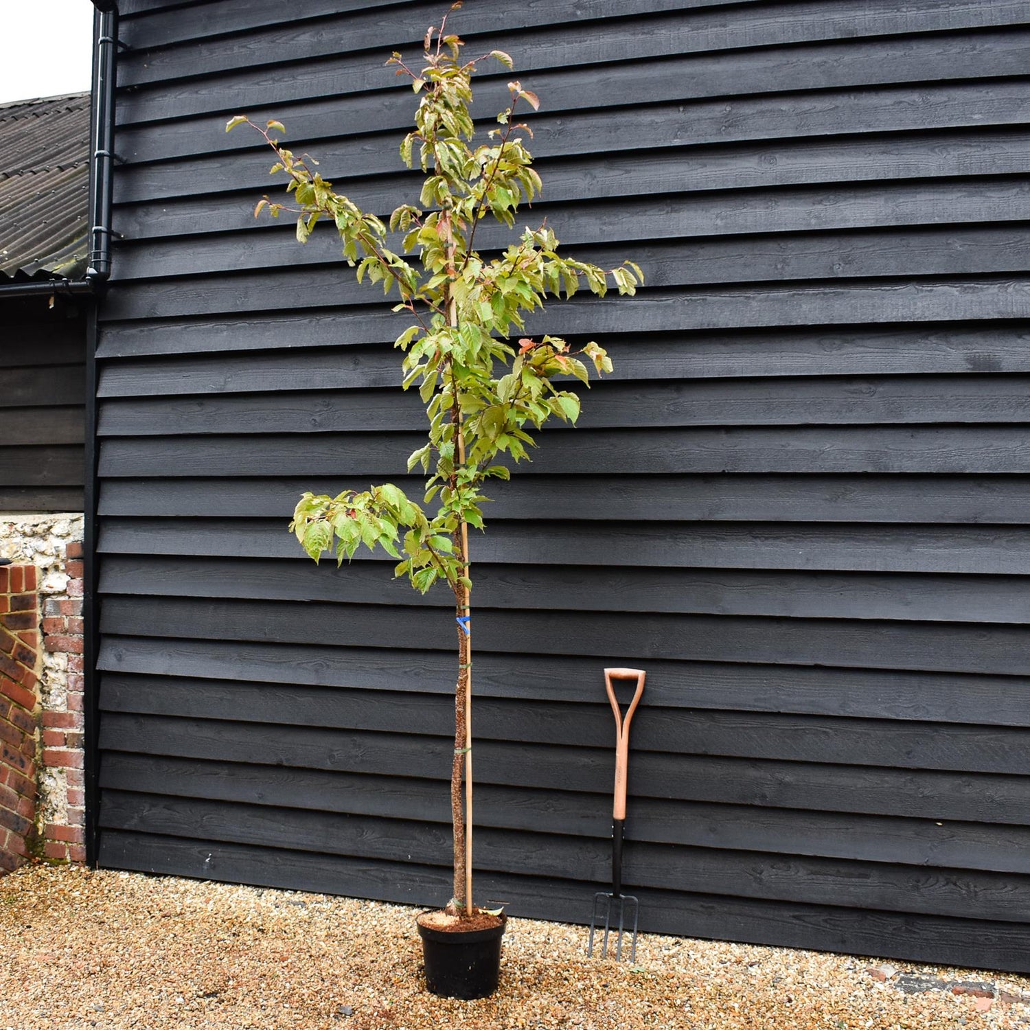Prunus 'Sargentii' - Clear Stem - 300-330cm - 30lt