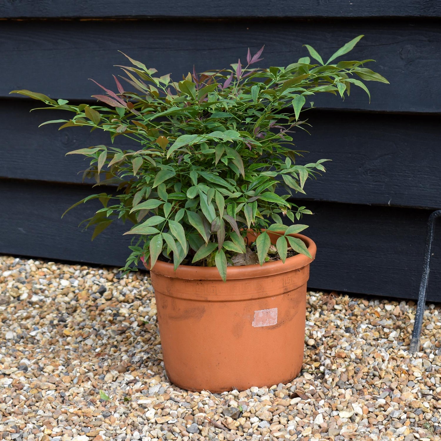 Nandina domestica Obsessed 'Heavenly Bamboo' Seika - Height 30-40cm - Width 30cm - 7.5lt