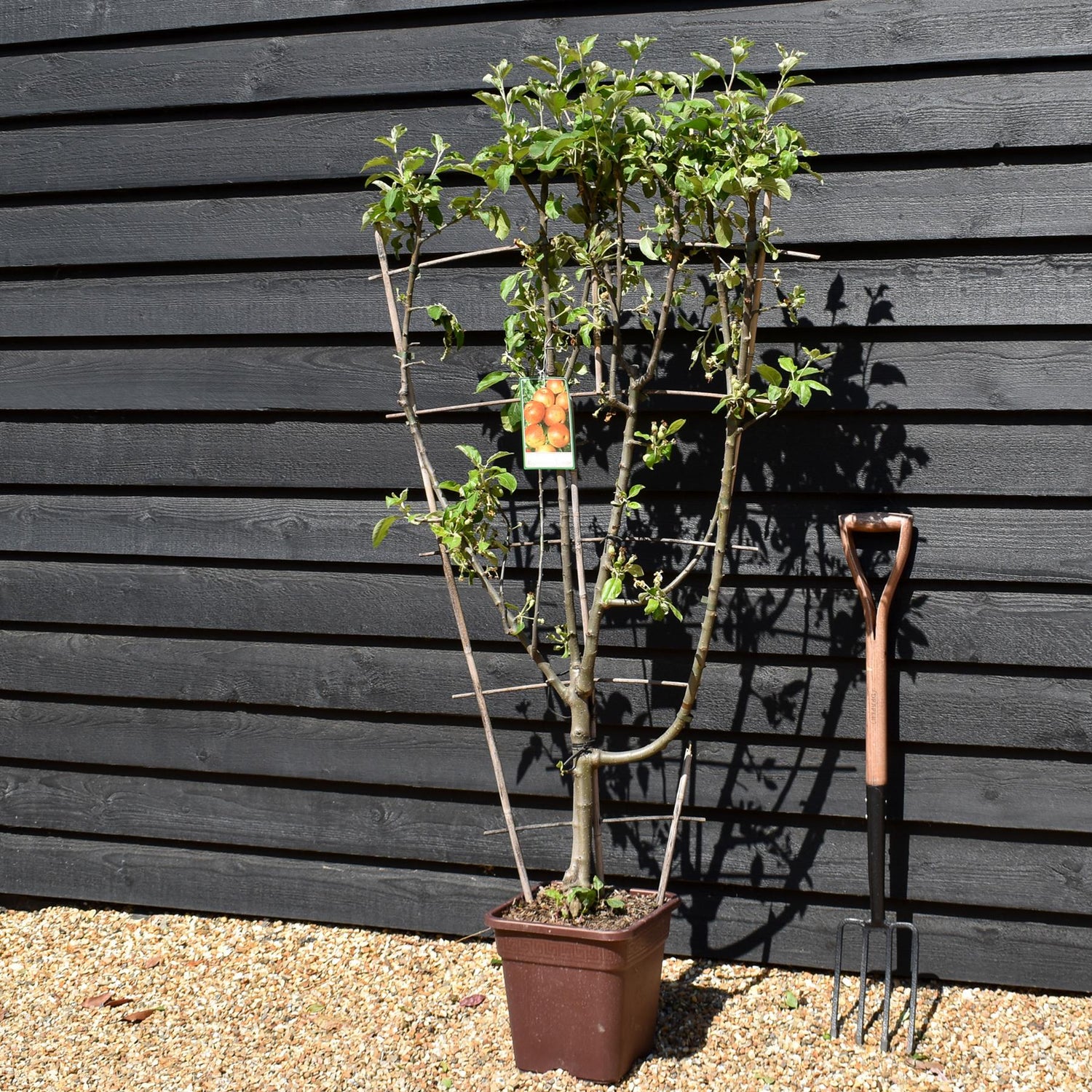 Malus Communis -  'Regina delle Renette' - Apple Tree - Espalier - Height 140-150cm - 15lt