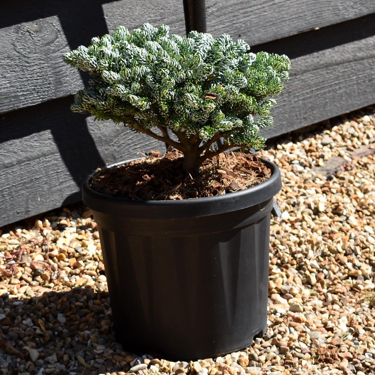 Abies koreana 'Ice Breaker' - Height 15cm - Width 20-25cm - 8lt