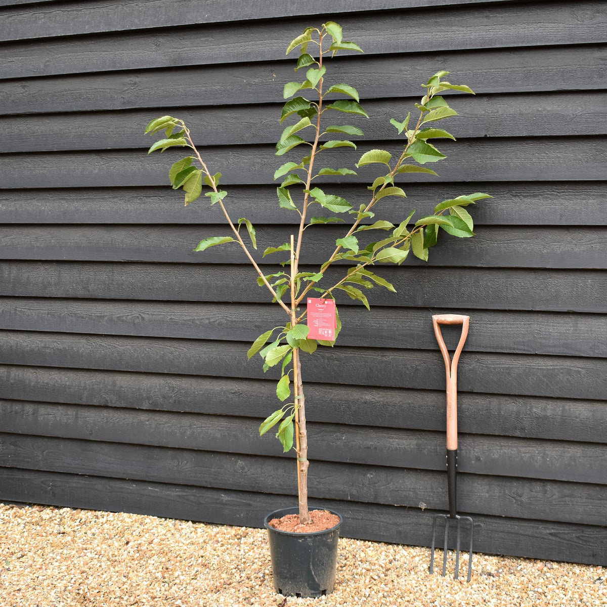 Cherry 'Sunburst' on Colt | Prunus Avium - Semi-Dwarfing - 160-170cm - 12lt